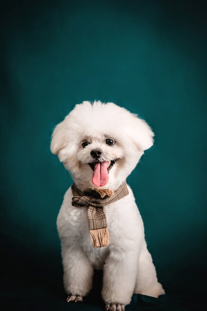 services-04 Adorable Bichon Frise dog with a stylish scarf against a green background.
