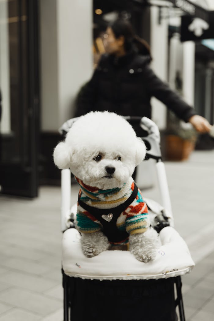 services-01 Adorable white dog wearing a colorful sweater enjoying a city stroll in a stroller.