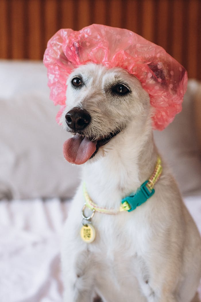 services-03 A playful dog wearing a pink shower cap, sitting on a bed, looking charming and cheerful.