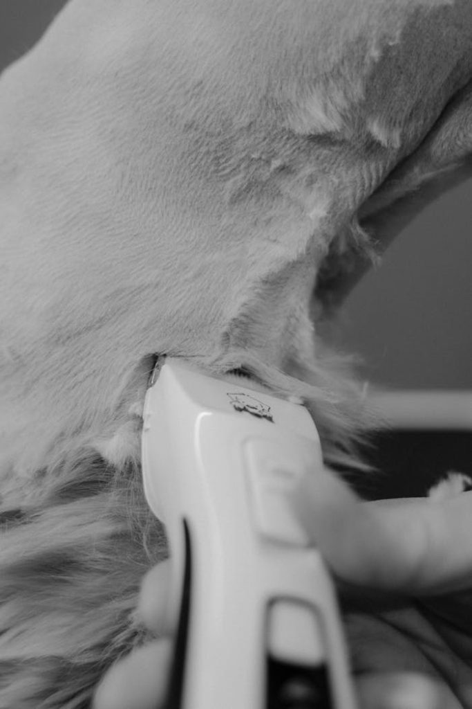 Close-up black and white photo of dog grooming with an electric clipper.