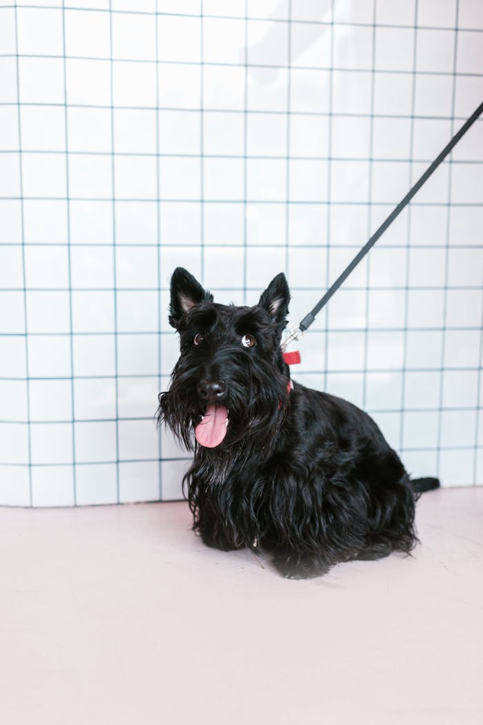 services-img Charming black Scottish Terrier dog sitting indoors with leash and tongue out.